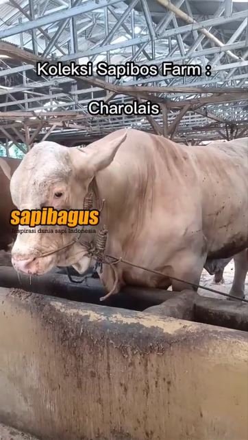 Sapibos-Farm
